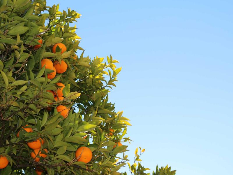 伊壁鸠鲁花园<br>qyn4ntkw.cn 快乐主义原子